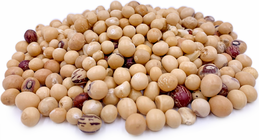 Bambara Nuts