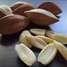 Canarium Nuts (Bush Candle Tree)
