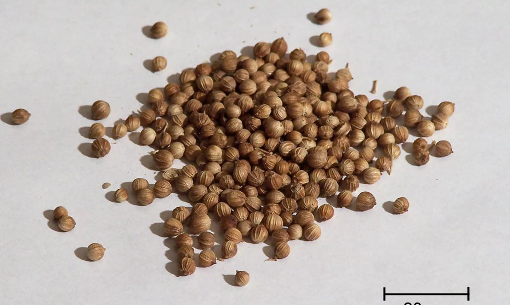 Coriander Seeds (Sabut Dhaniya)