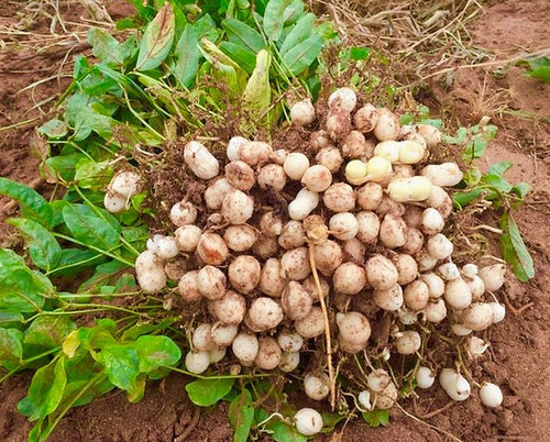 Bambara Nuts