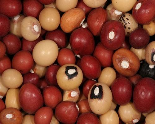 Bambara Nuts