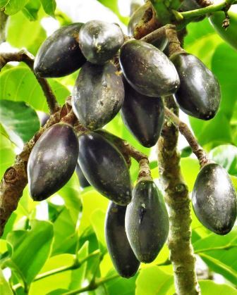 Canarium Nuts (Bush Candle Tree)