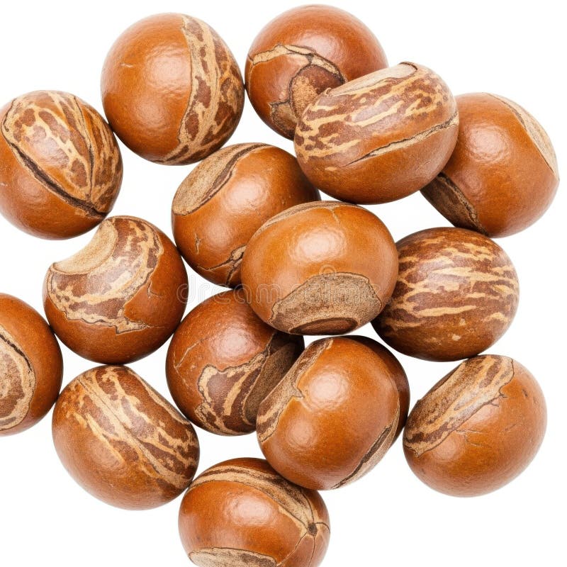 Shia Nuts (Moo yaa / Vitellaria paradoxa)