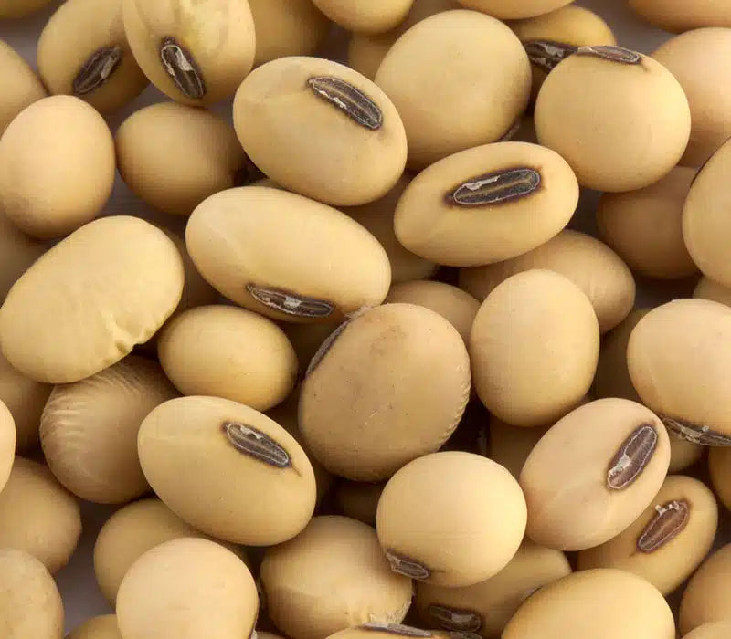 Soya Beans