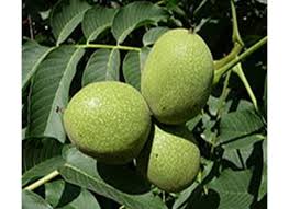 African Walnuts (Coula edulis)