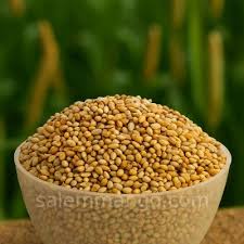 Pearl Millet