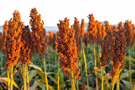 Sorghum