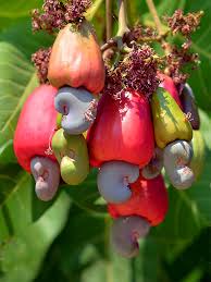 Cashew Nuts