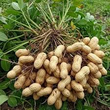 Peanuts