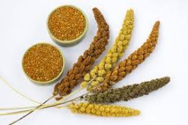Pearl Millet