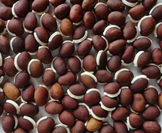 Lablab Beans (Hyacinth Bean)