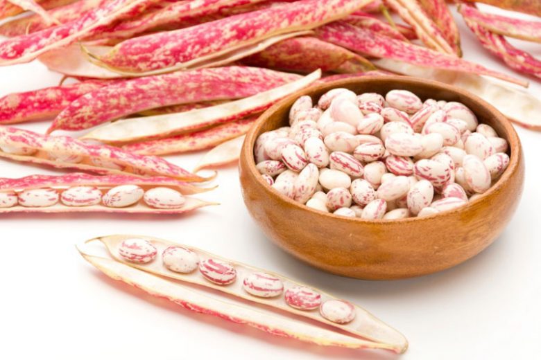 Common Beans (Phaseolus vulgaris)