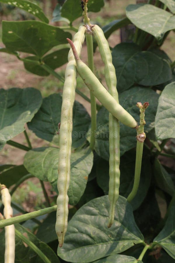 Field Peas