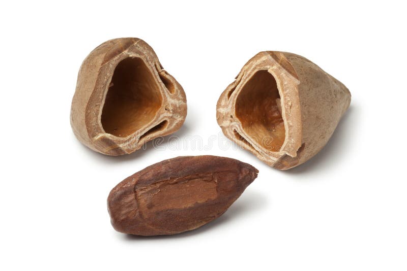 Canarium Nuts (Bush Candle Tree)