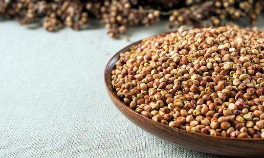 Sorghum
