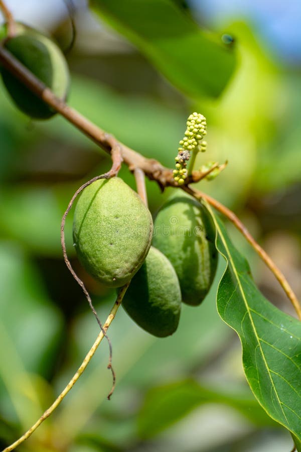 Tropical Almond Nuts (Mwafu)