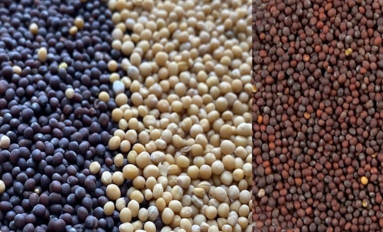 Mustard Seeds (Rai/Sarson)